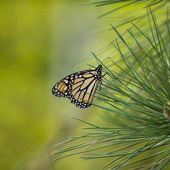 A monarch butterfly in green grass
