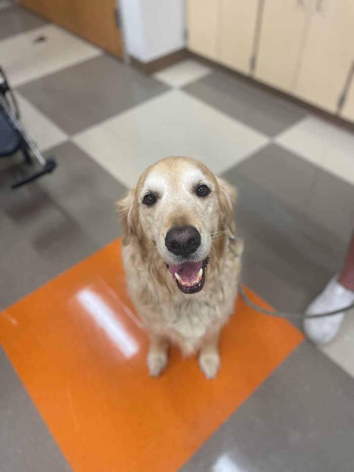 photo of a happy dog looking up at the camera