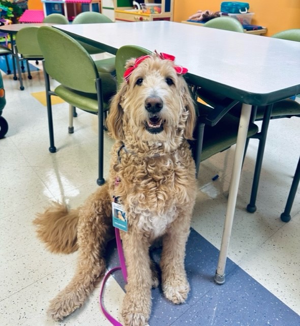 photo of a happy dog looking up at the camera