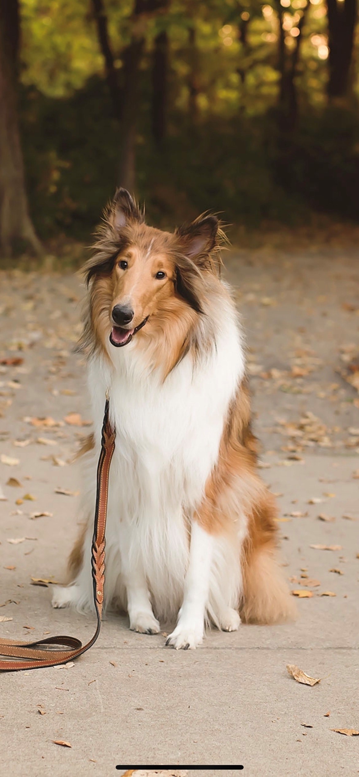Image of a dog with long fur standing on a walking trail