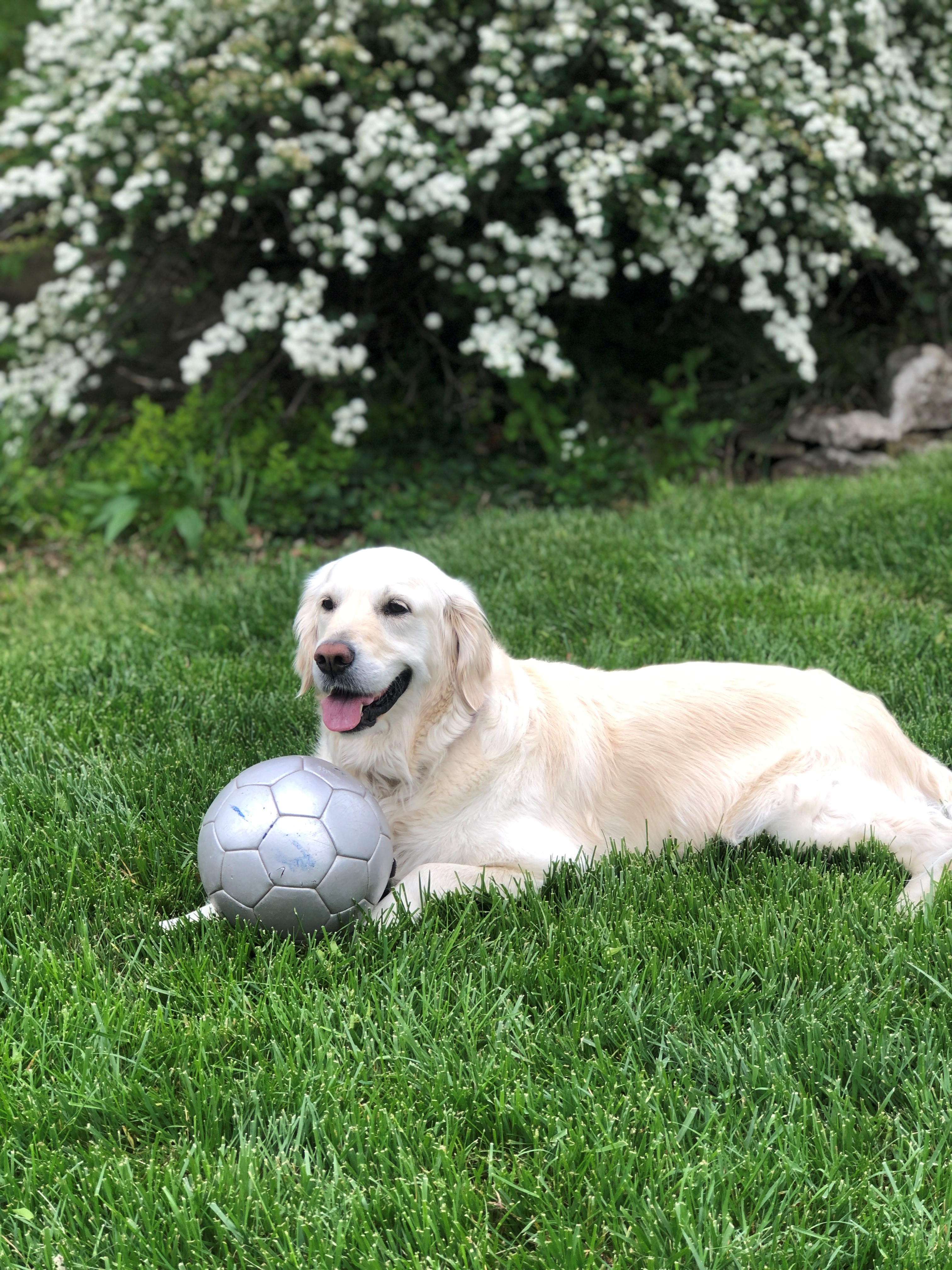 image of a dog with white fur laying on green grass
