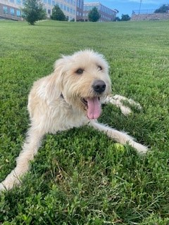 image of a dog with cream fur with it's tongue out laying on green grass