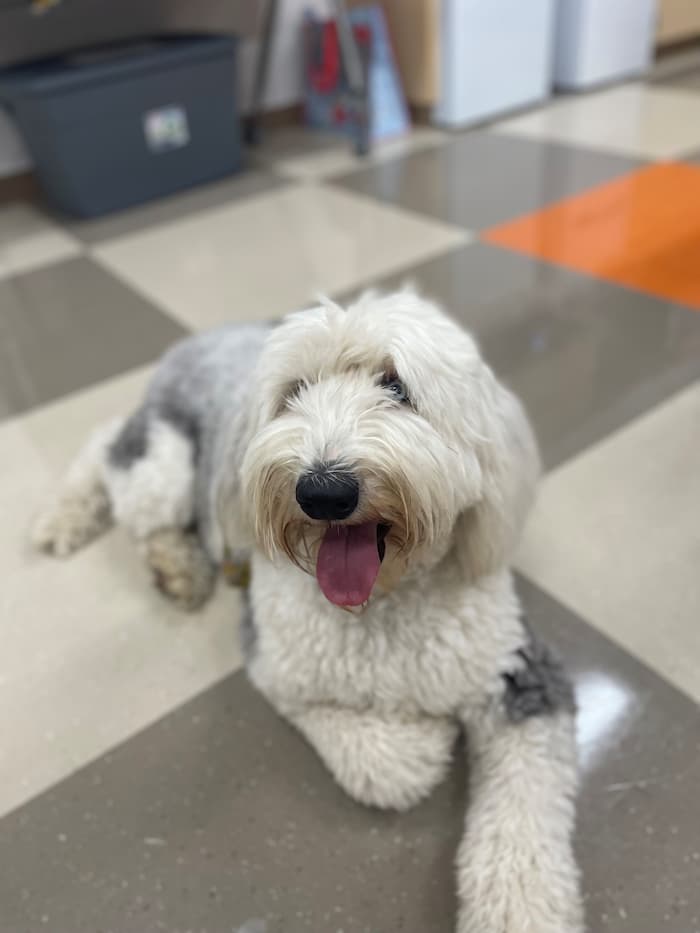 image of a dog with grey and white fur laying on grey and white tile floor inside