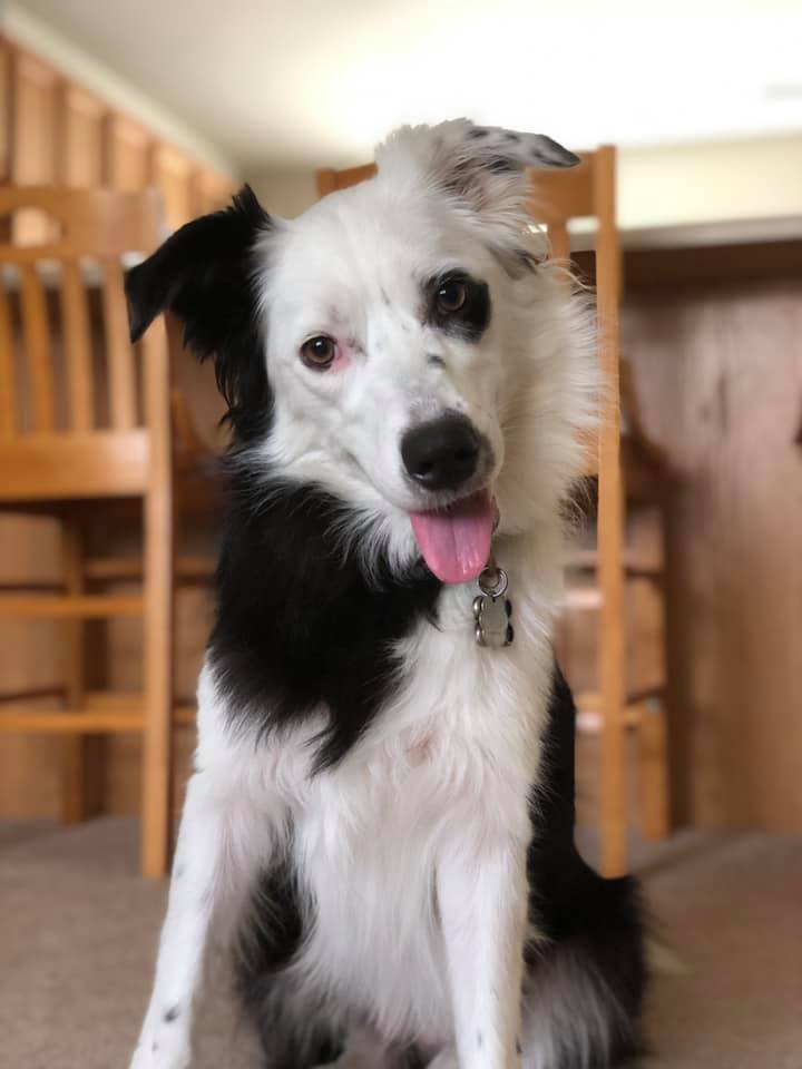 image of a dog with black and white fur with it's tongue out