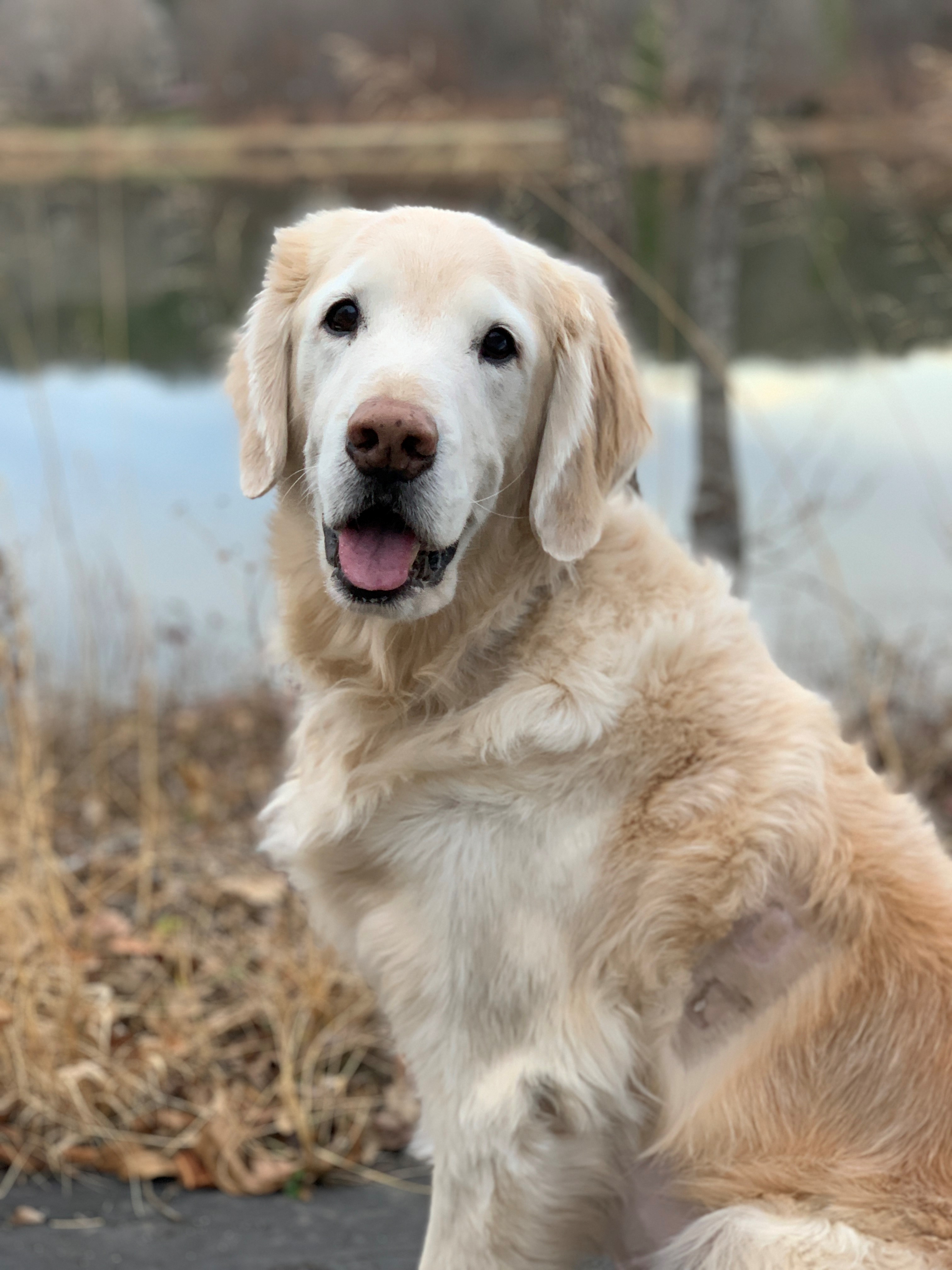 image of a dog with light brown and white fur outside in front of a lake