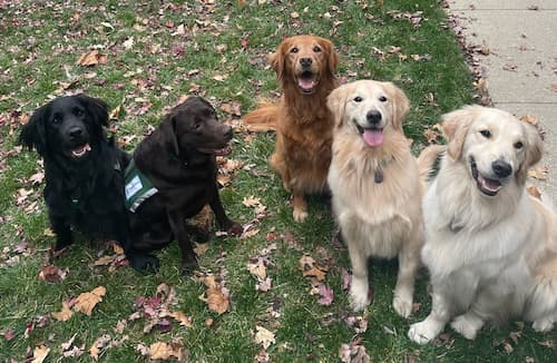 five dogs posing together on grass. From left to right there is a black, chocolate brown, golden tan, and two light tan dogs