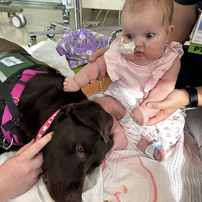 An infant in a hospital room is held up by the hands of someone out of frame. She is petting a facility dog lying on the floor next to her. The dog has a red collar that reads “Litta,” a pink nylon lead and a green therapy dog vest. The baby is wearing a pink shirt and has tubes leading away from her body to equipment behind her.  