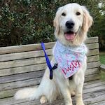 Golden retriever therapy dog wearing a Children's Mercy bandana