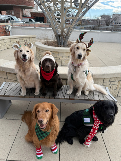 Five dogs sit outside. Three are on a bench with two sitting on the ground. The dogs are wearing Christmas headbands of reindeer antlers and stocking caps as well as scarves.