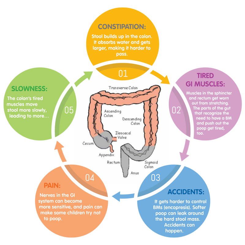 Infographic illustrating the cycle of constipation. The diagram shows five stages: constipation, tired gastrointestinal muscles, bowel accidents, pain and slowed bowel function, which can contribute to ongoing constipation.